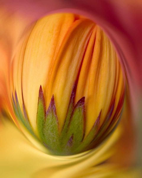 Indiana, Carmel Close-up of gerbera daisy bud